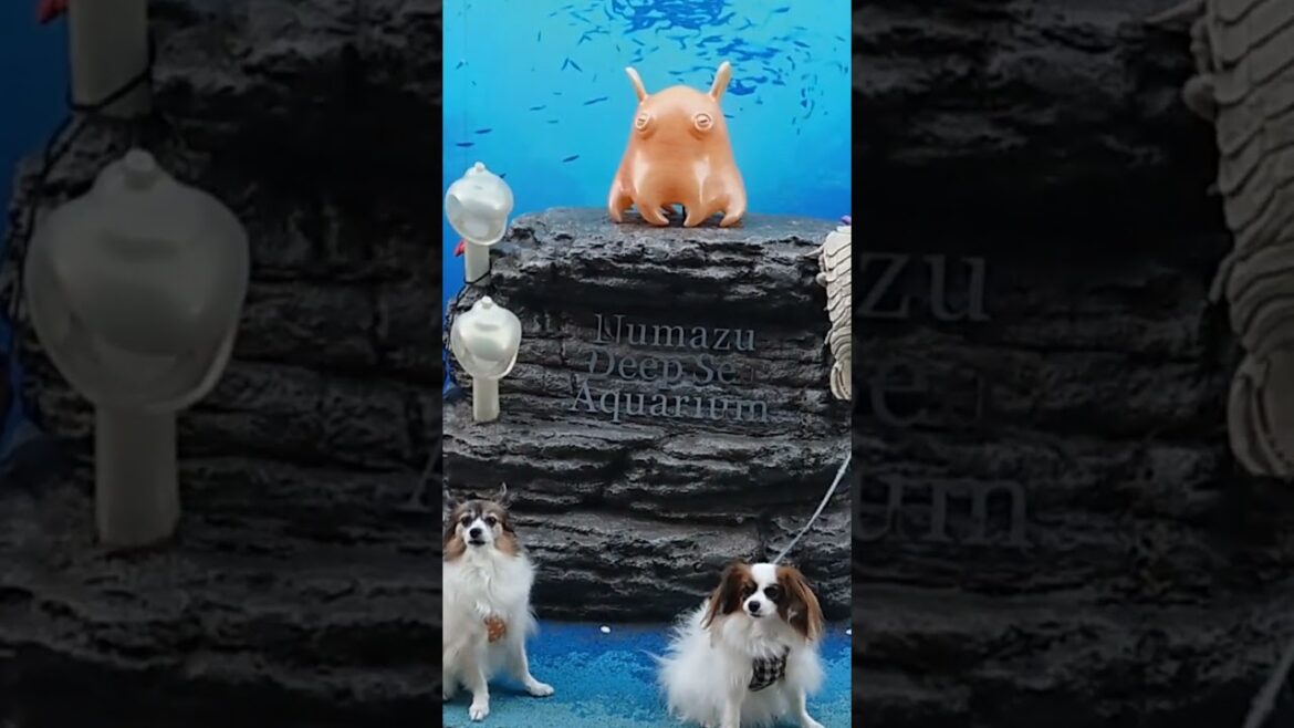 めんだことわんこ #沼津港 #パピヨン #水族館