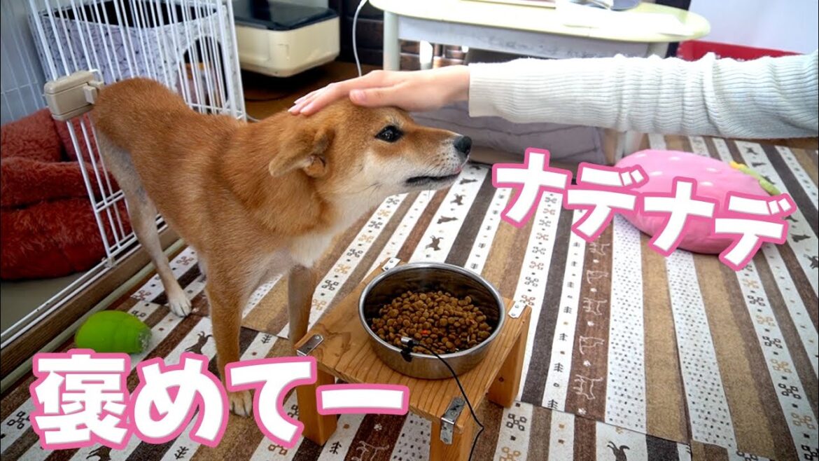 お姉ちゃんが撫でてくれるとよく食べる柴犬　柴犬小夏　ASMR