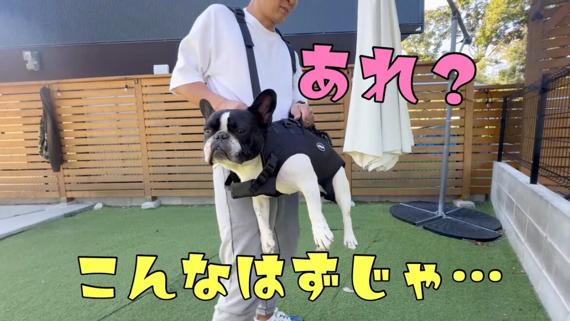 15キロのフレンチブルドッグの抱っこひも⁉憧れのドーベルマンにはなれなくて(泣)【Giipet】