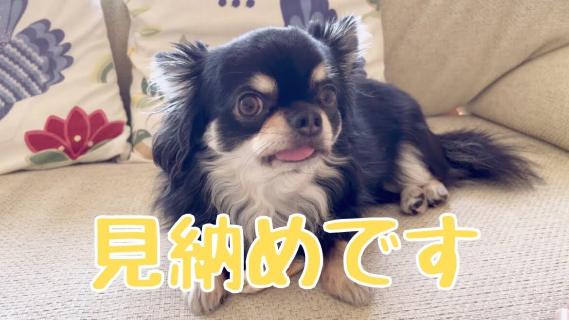 ロング姿も最後です#チワワ #ブラックタンチワワ#ロングコートチワワ