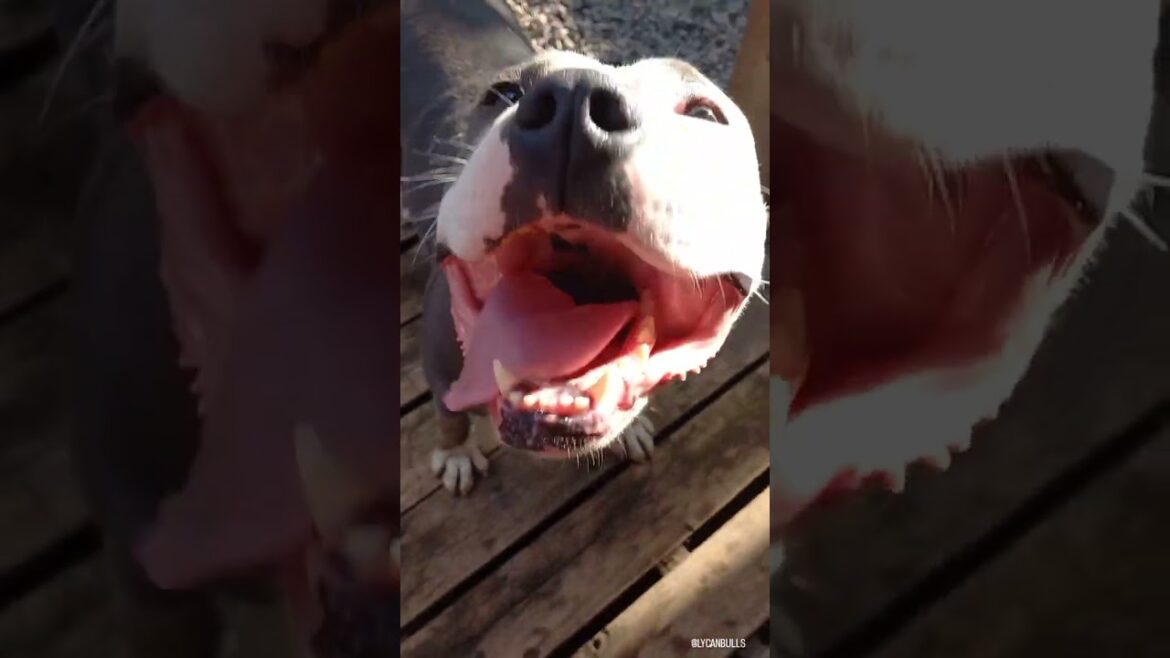 American Staffordshire Terrier #dog #americanstaffordshireterrier