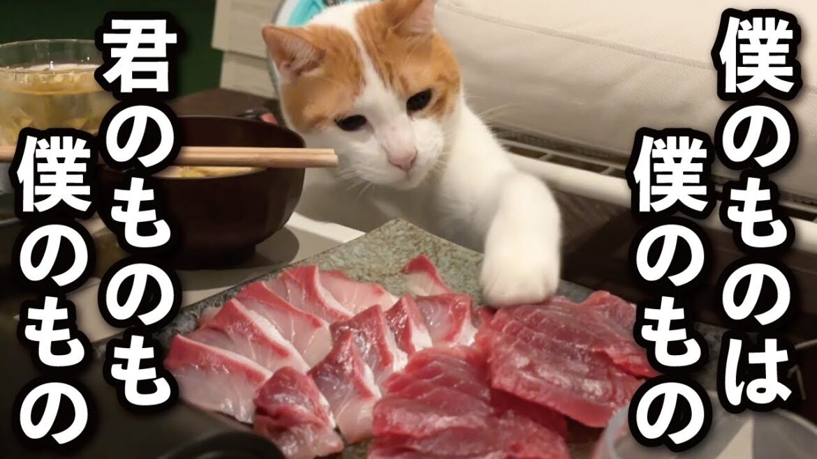 【甘えんぼ猫】『ぼくも一緒に食べるー!』刺身を横取りして夕飯の仲間入りする猫 【甘えんぼ猫】『ぼくも一緒に食べるー!』刺身を横取りして夕飯の仲間入りする猫