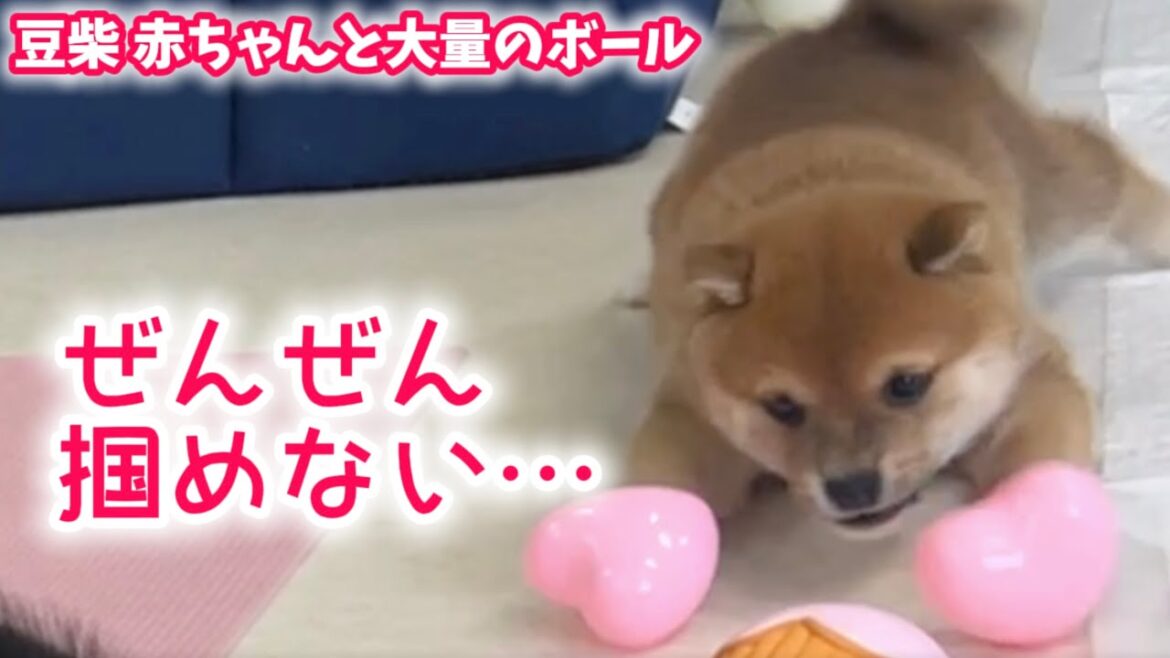 【豆柴犬】激カワな赤ちゃん5匹と個性だらけのボール遊びをしました！【子犬と癒し】まめしば亭ブログvlog