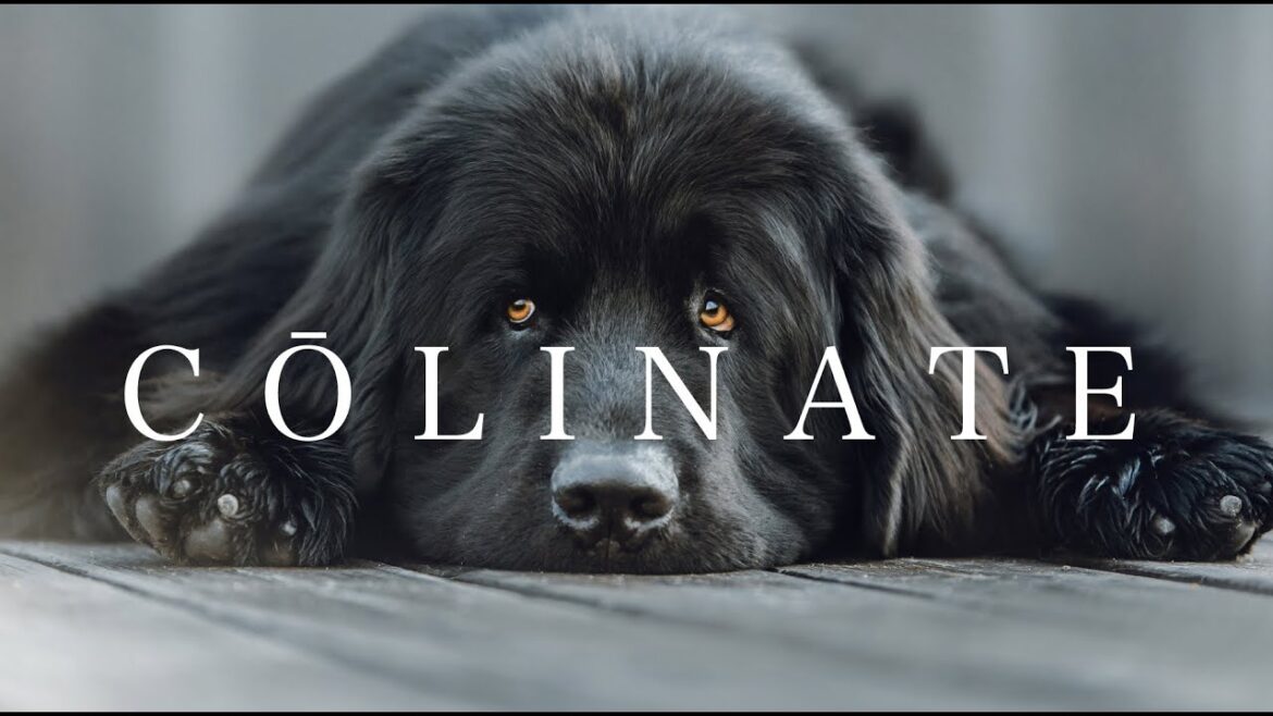 NEWFOUNDLAND（ニューファンドランド）By COLINATE/コーリネイト
