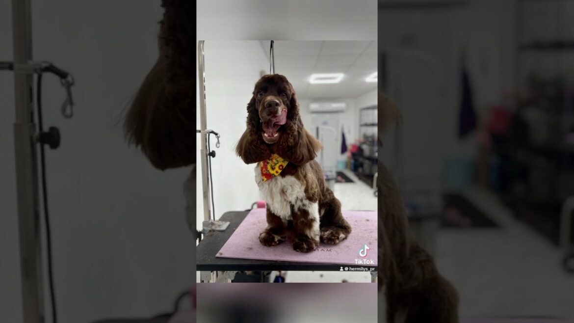 English Cocker Spaniel pet grooming | how to groom a English cocker spaniel
