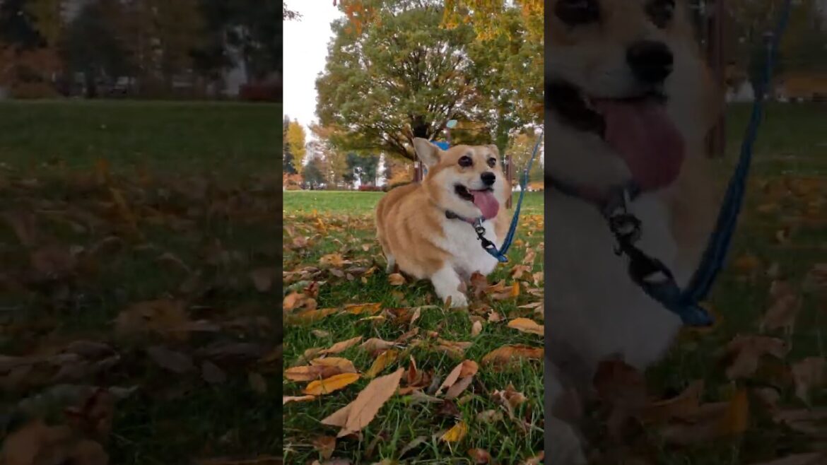 紅葉の公園を歩いたコーギー / A Corgi walking in a park with autumn leaves #shorts