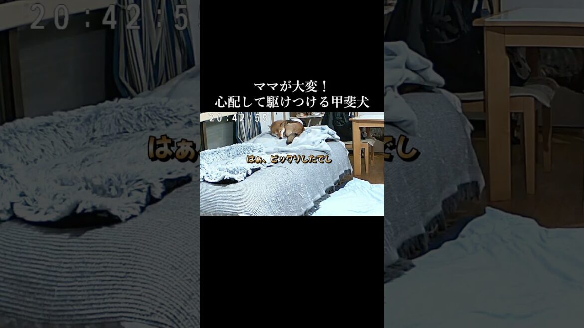 ママが大変!心配して駆け寄る甲斐犬が尊い!! #甲斐犬 #柴犬 #youtubeshorts ママが大変!心配して駆け寄る甲斐犬が尊い!! #甲斐犬 #柴犬 #youtubeshorts