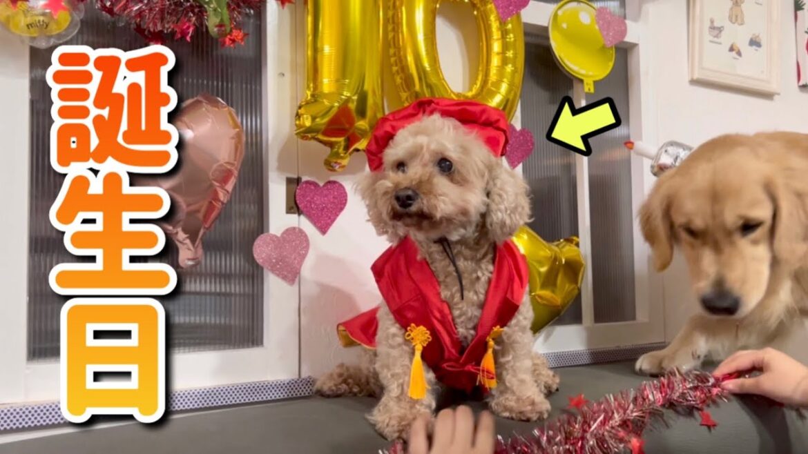 愛犬の誕生日パーティーをしたけど、バタバタすぎたww 愛犬の誕生日パーティーをしたけど、バタバタすぎたww