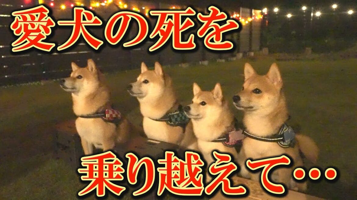 別れと出会い・・・改めて、愛犬が生きる一瞬一瞬を大切にしてしていこうと思いました
