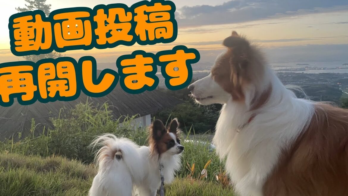 １０月も元気だったボーダーコリーとパピヨン
