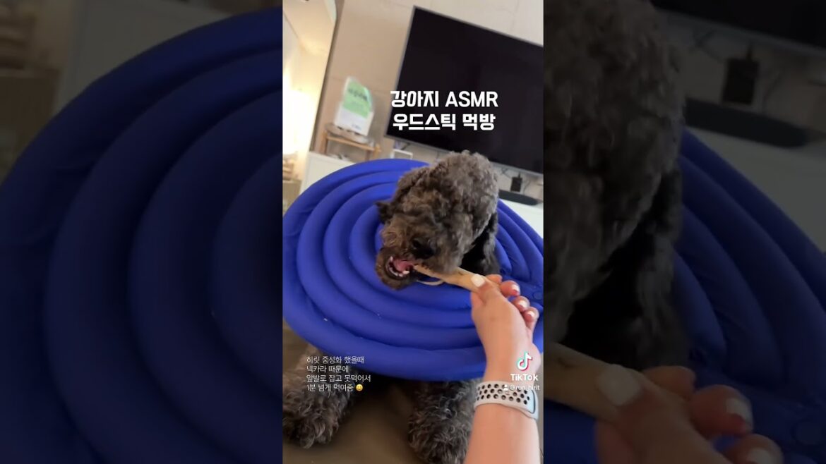 강아지 먹방 ASMR