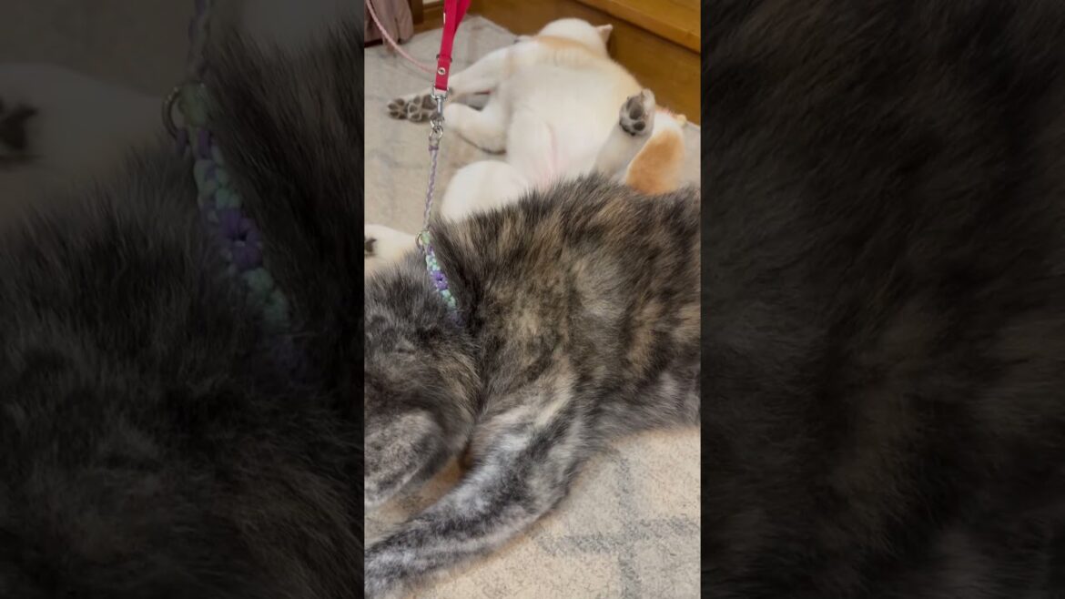 秋田犬ぱたこの背中から生えた角の正体は?【Akita-inu】@akita-inu-pata #shorts 秋田犬ぱたこの背中から生えた角の正体は?【Akita-inu】@akita-inu-pata #shorts