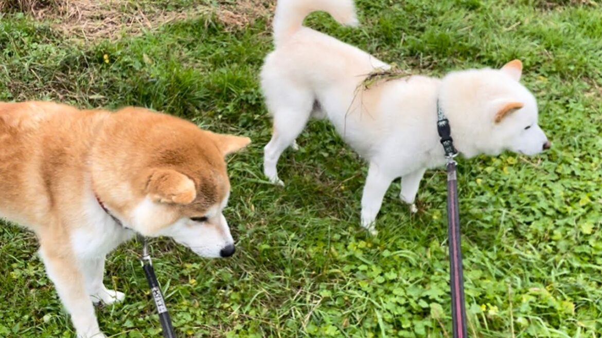 背中に草が乗っていても気付かない柴犬たちがかわいい