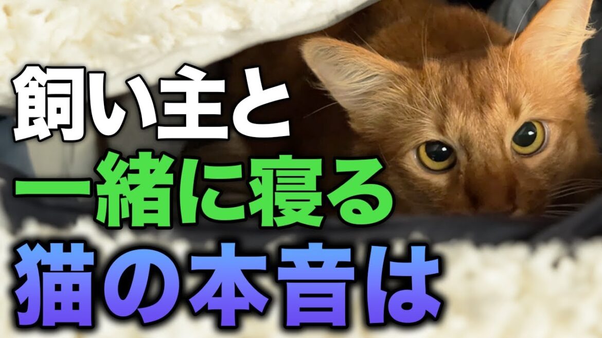 【完全版】猫が飼い主の布団に入ってくる理由7選 【完全版】猫が飼い主の布団に入ってくる理由7選