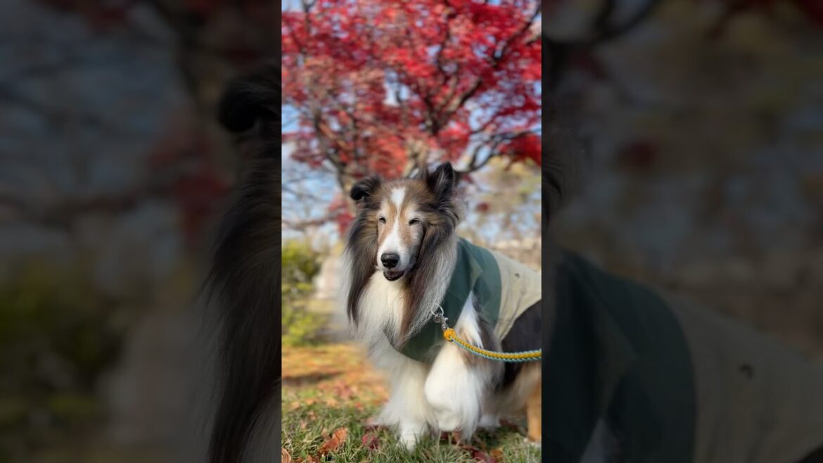 紅葉を眺めながら筋トレ🏋️ 《16歳7ヶ月 シェルティ》