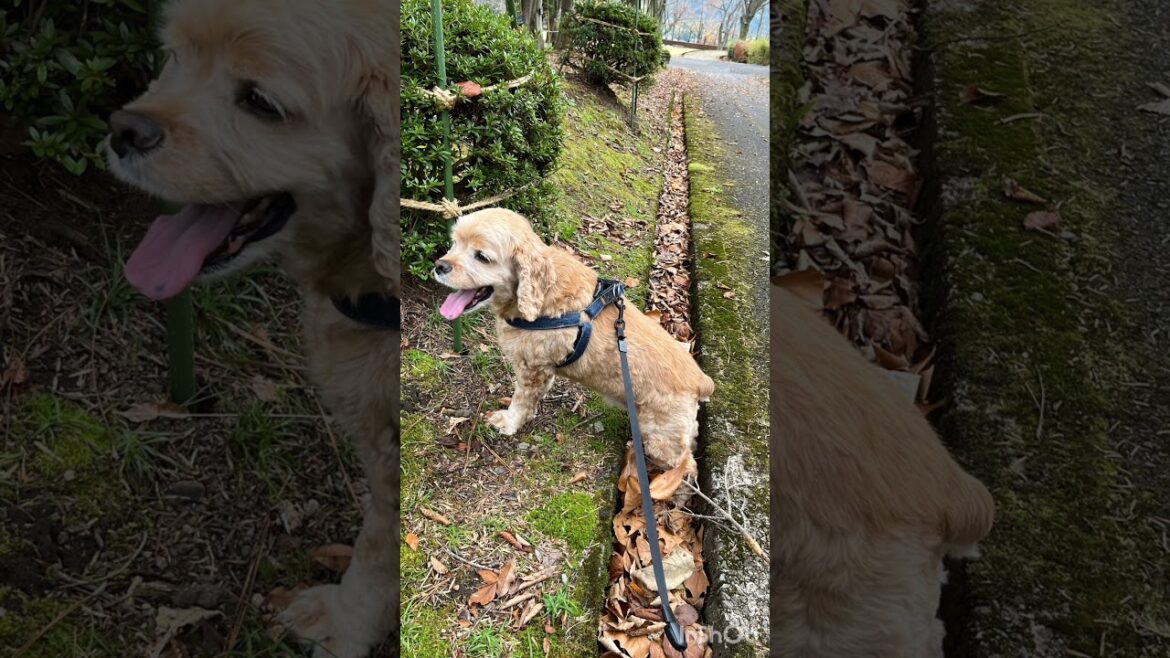 マイペースな犬 #shorts #アメリカンコッカースパニエル