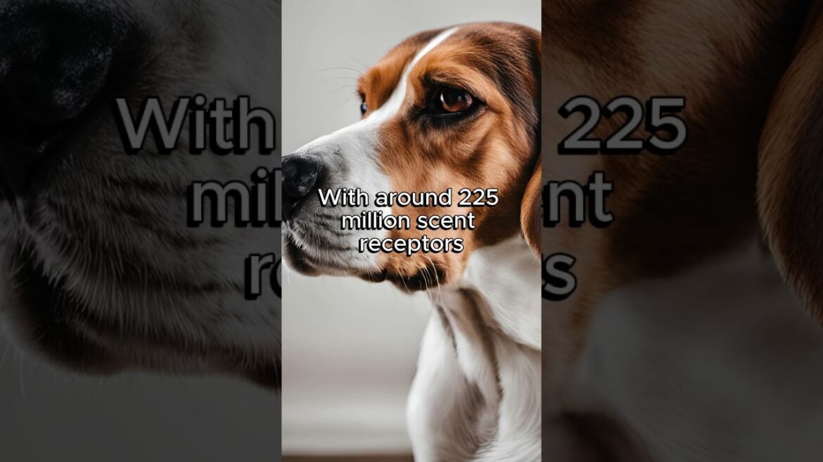 Top 5 dog breeds with exceptional noses