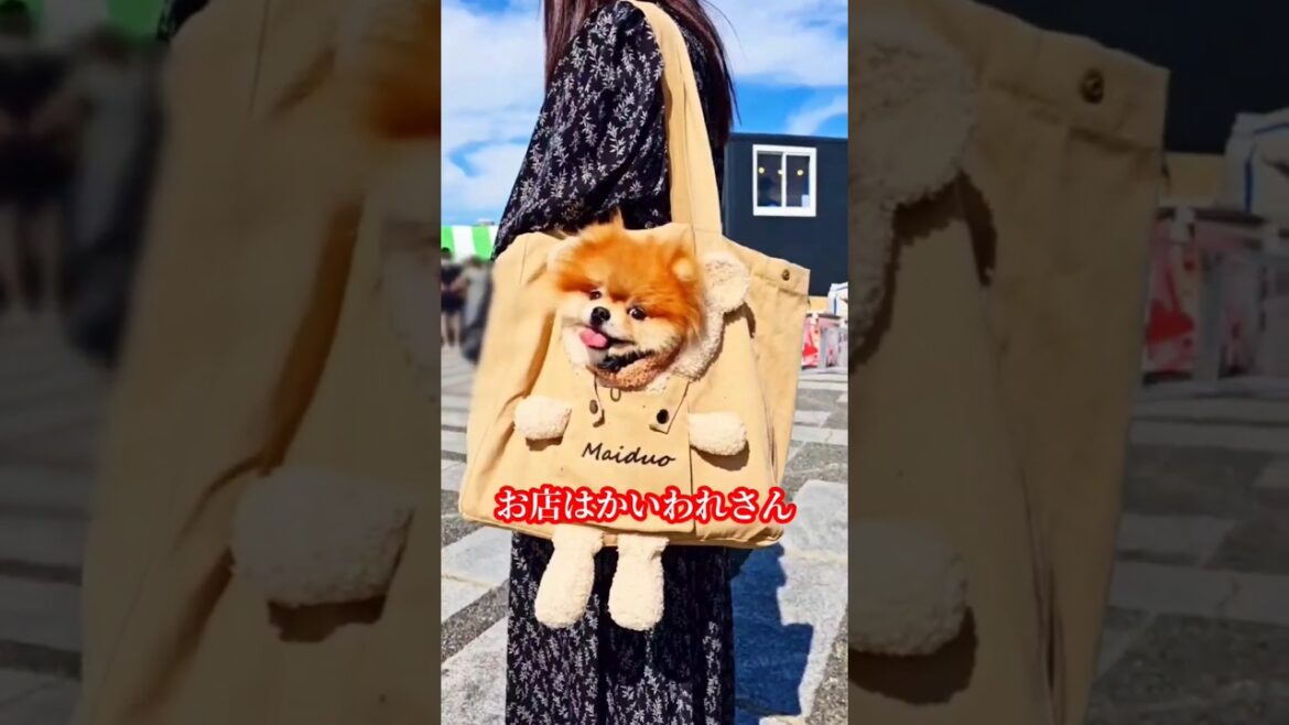 可愛いすぎるポメラニアン【駒沢わんこ祭り】#shorts