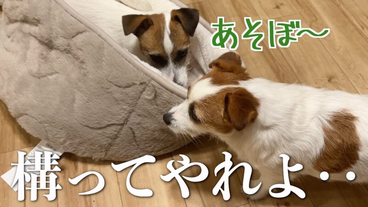 兄犬に構ってもらうためにあの手この手を尽くす健気な子犬/ジャックラッセルテリア