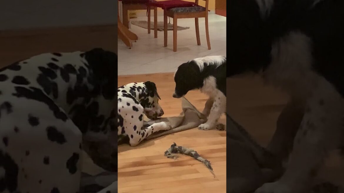 Border collie vs Dalamtian dog (observation)#dalmatiandog #bordercollie #observation #learning#2024