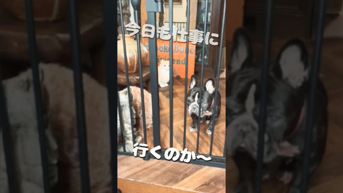 【キンカロー】今日もお仕事です！【マンチカール】