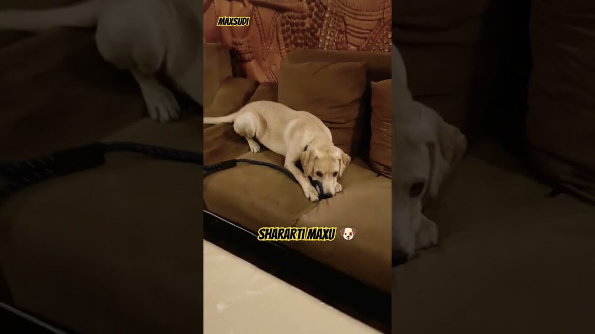 @Maxsudhi #music #funny #explore #puppi #comedyvideos #labrador #shorts #trending