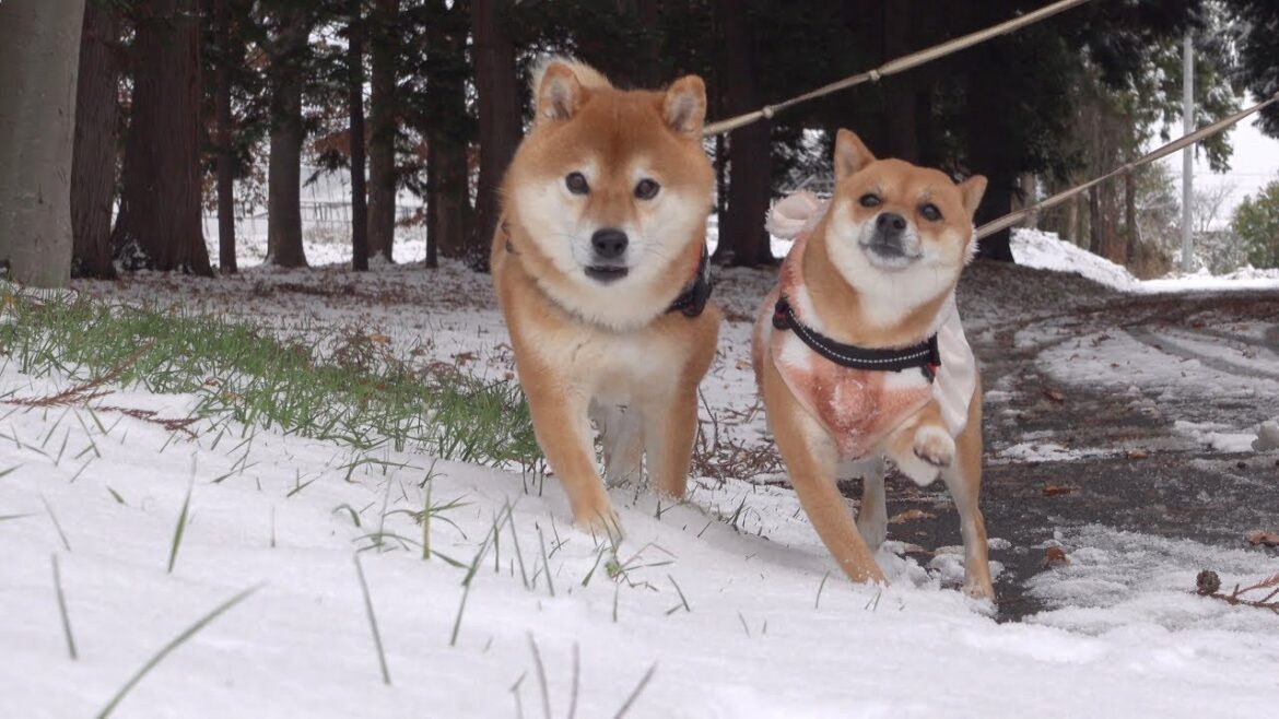 雪で別世界だ!しかし庭に出すと柴犬の様子に異変が‥。 雪で別世界だ!しかし庭に出すと柴犬の様子に異変が‥。