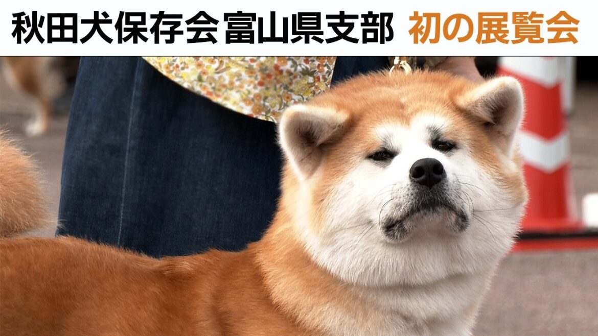 秋田犬保存会富山県支部 初の展覧会
