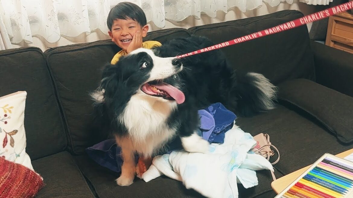 甥っ子が好きすぎてゼロ距離で居たい愛犬が可愛すぎるｗ