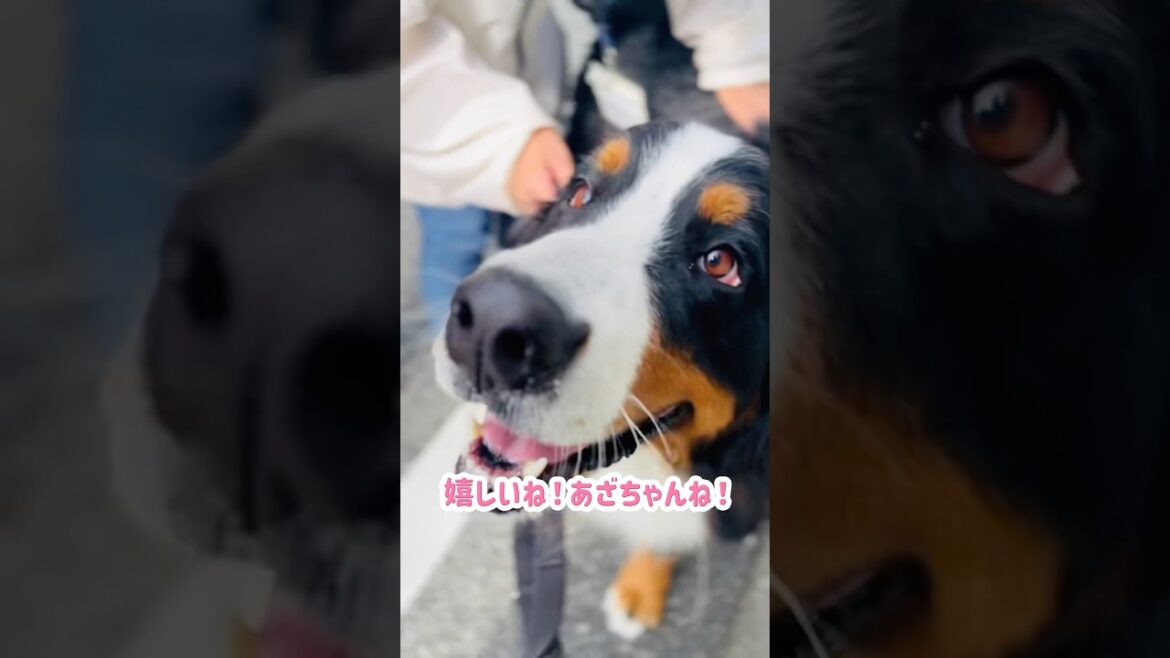 散歩中に幸せタイム！声をかけてもらったバーニーズ❤️