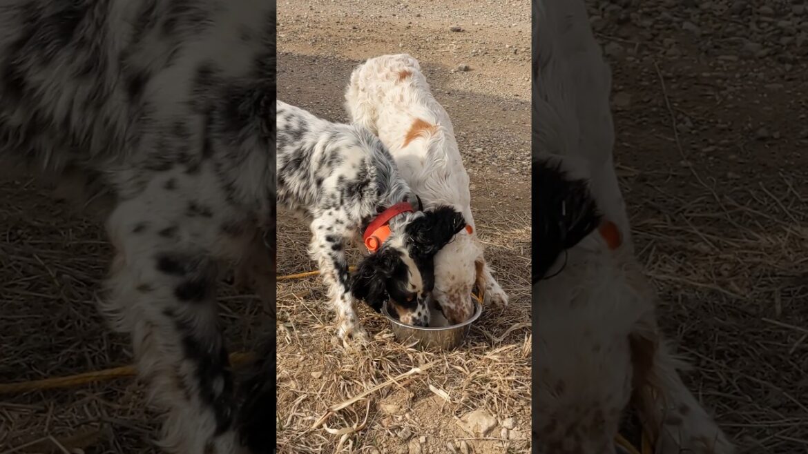 ひと仕事終えて一杯やるイングリッシュセッターの父と子 #shorts #イングリッシュセッター#englishsetter