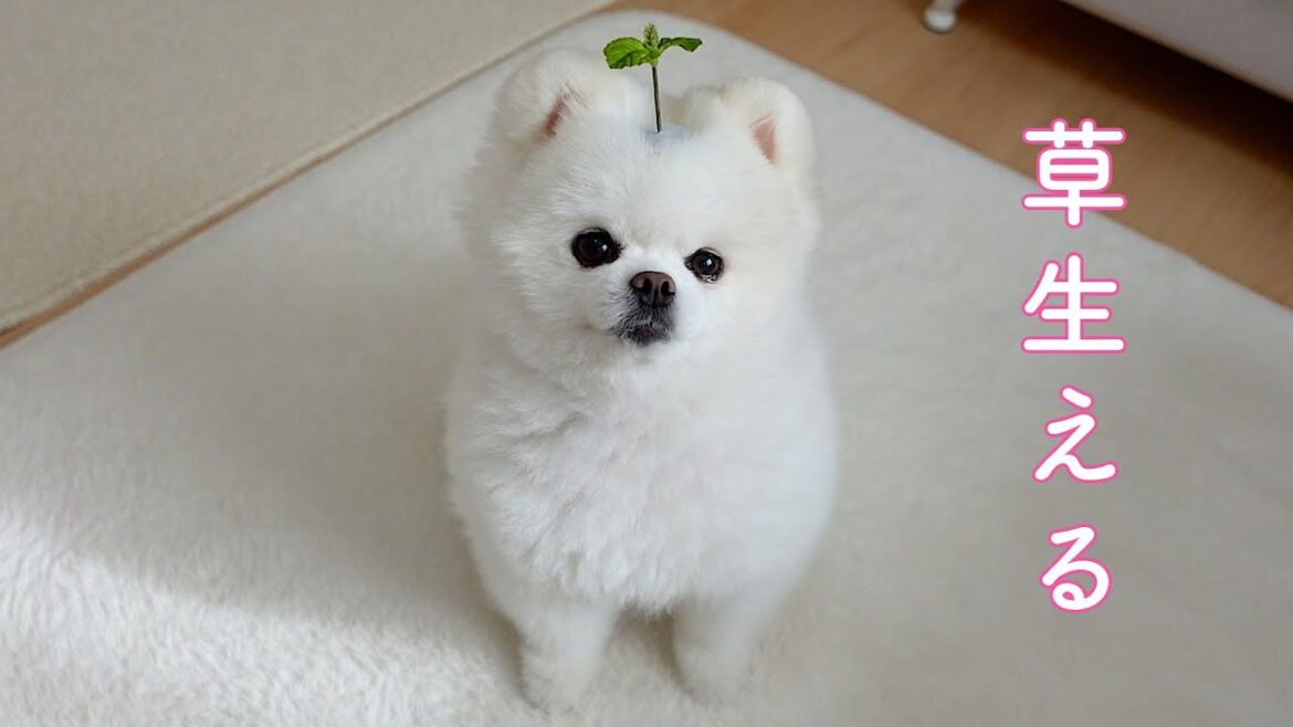 頭から草が生えてしまったポメラニアン