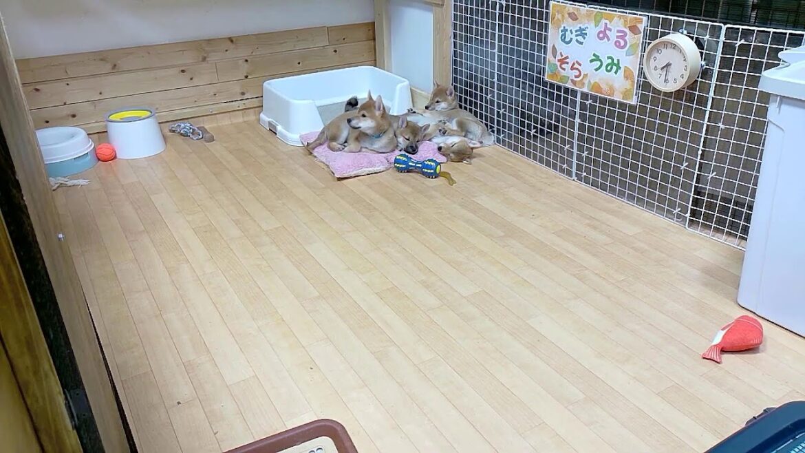 柴犬なつ！子育て生配信【生後73日】成長期真っ盛りな柴犬4兄妹！良いこともダメなこともなんでも覚えます！