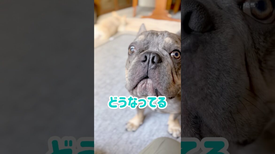 大変お待たせしました！ #shorts #フレブル #フレンチブルドッグ