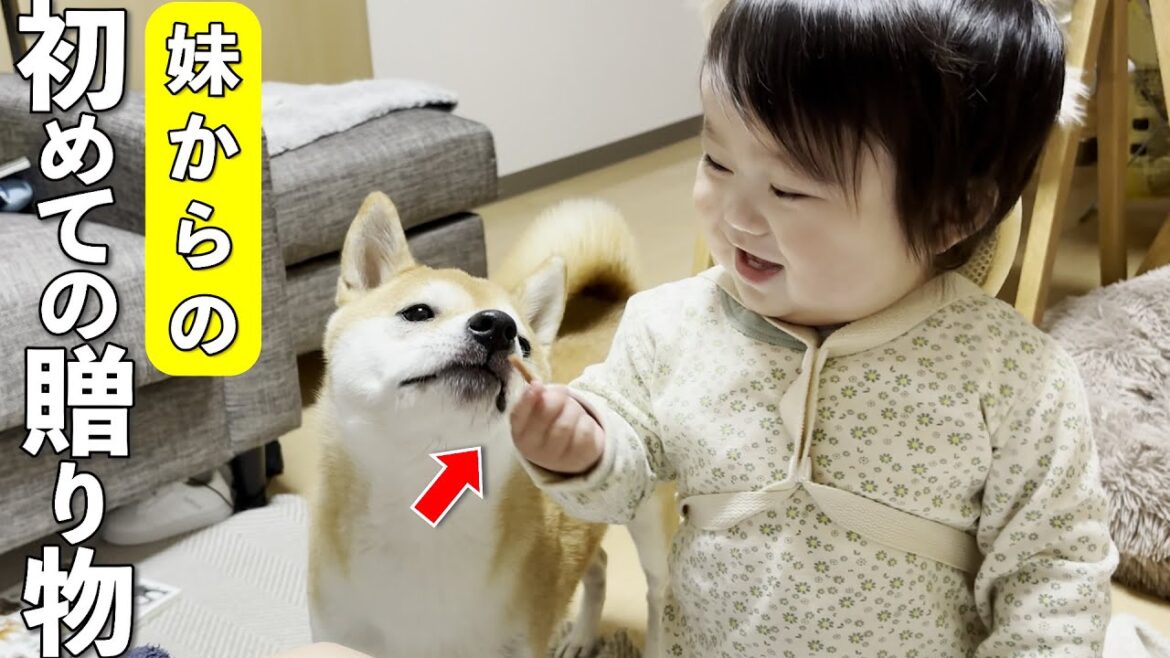 いつも優しい大好きな柴犬に自分からおやつをあげたい1歳児