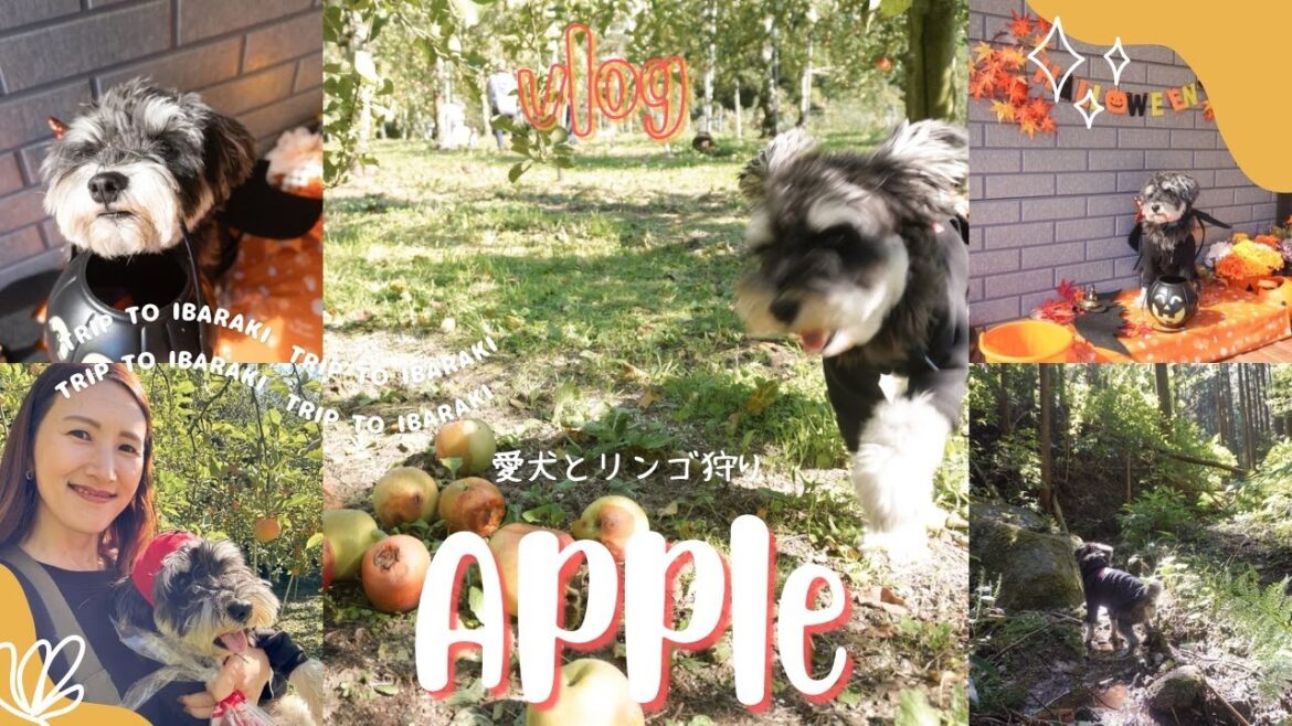 【愛犬とお出かけ】ミニチュアシュナウザーとりんご狩り | 茨城県 | 大自然ドッグラン|秋のおすすめドライブスポット 【愛犬とお出かけ】ミニチュアシュナウザーとりんご狩り | 茨城県 | 大自然ドッグラン|秋のおすすめドライブスポット