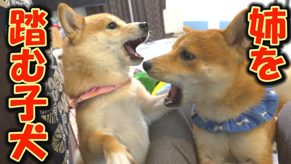 いつも守ってくれる姉柴犬を、子犬が踏みつけて怒らせてしまいました・・・