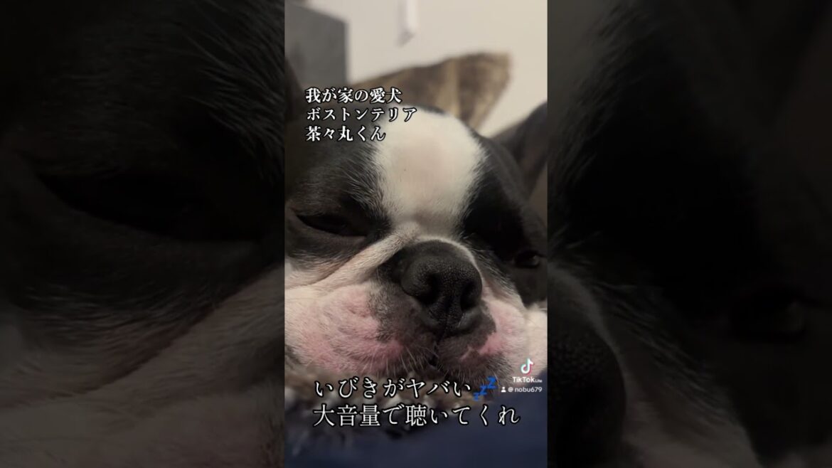☆11【爆音いびき💤】