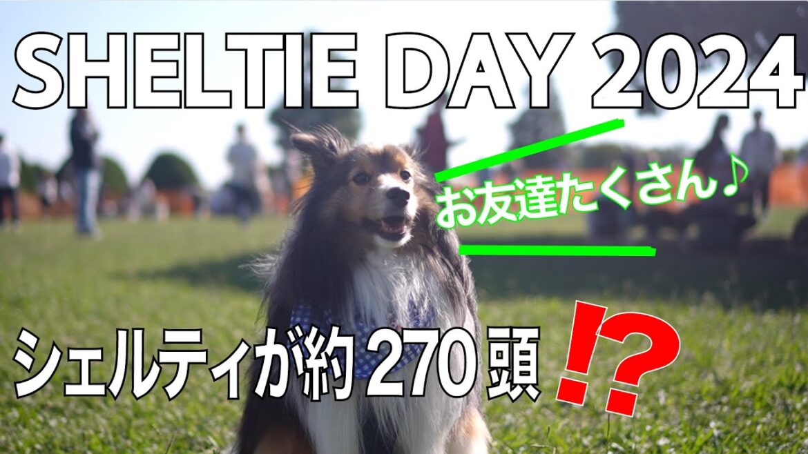 シェルティが270頭⁉️これが噂のシェルティDAY【ドッグランラボ主催】SONY a6700 35mm f1.8OSS シネマチックvlog