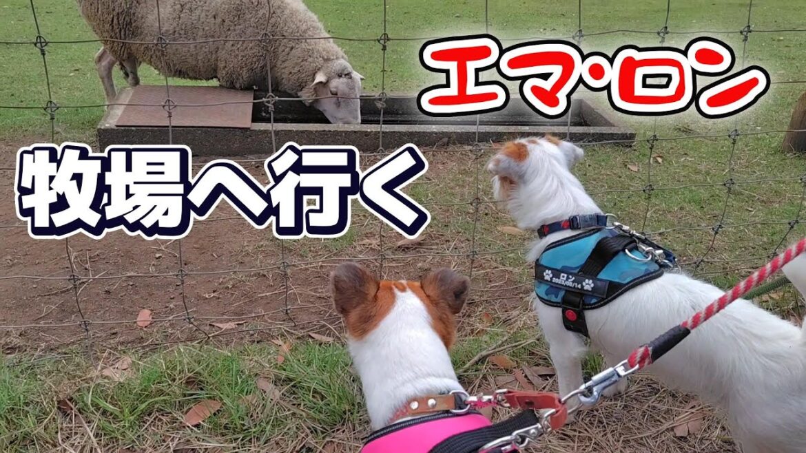 【ジャックラッセルテリア】エマ・ロン牧場へ行く　　　　　　　　　　　　　　#jackrussellterrier　#マザー牧場