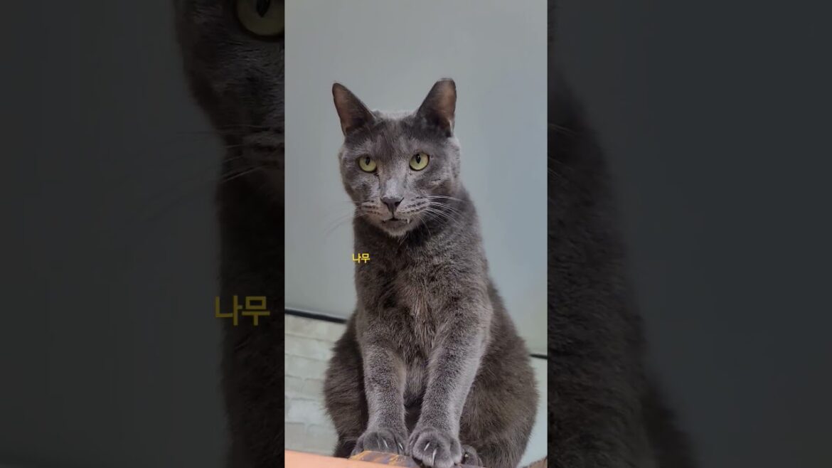 송곳니를 깍아줘야 되는 고양이🤔#치주염#언젠가발치