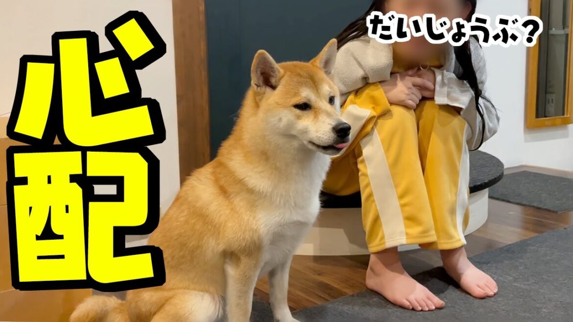 体調不良の柴犬が娘の真似をして笑顔にさせてくれる姿が愛おしい 体調不良の柴犬が娘の真似をして笑顔にさせてくれる姿が愛おしい