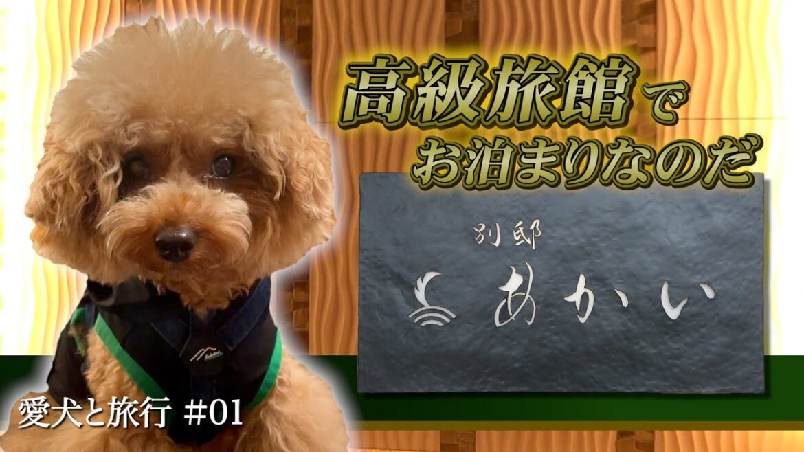 【トイプードルのテト】ドッグヴィラ別邸あかい・お誕生日おめでとう旅行 その1（滋賀県）#トイプードル #ドッグヴィラ別邸あかい