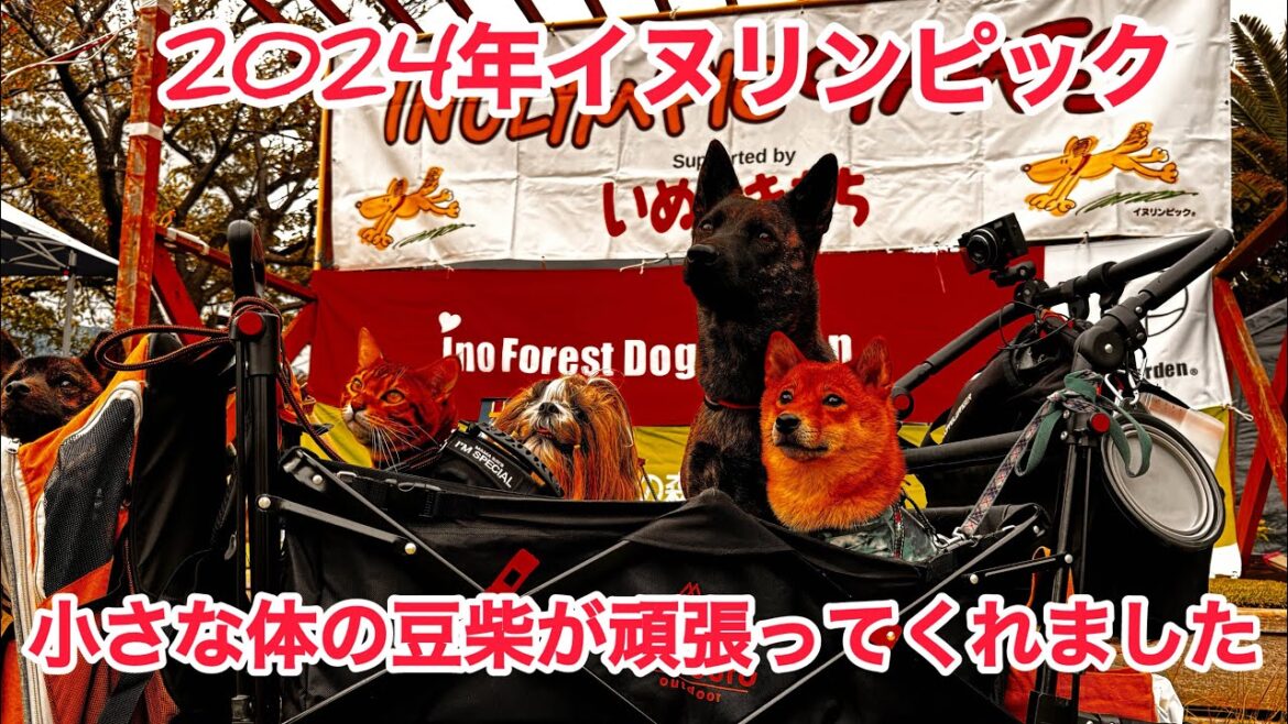 イヌリンピック[豆柴]ゆきちゃんドッグレース頑張ってくれました。#イヌリンピック#豆柴#イーノの森