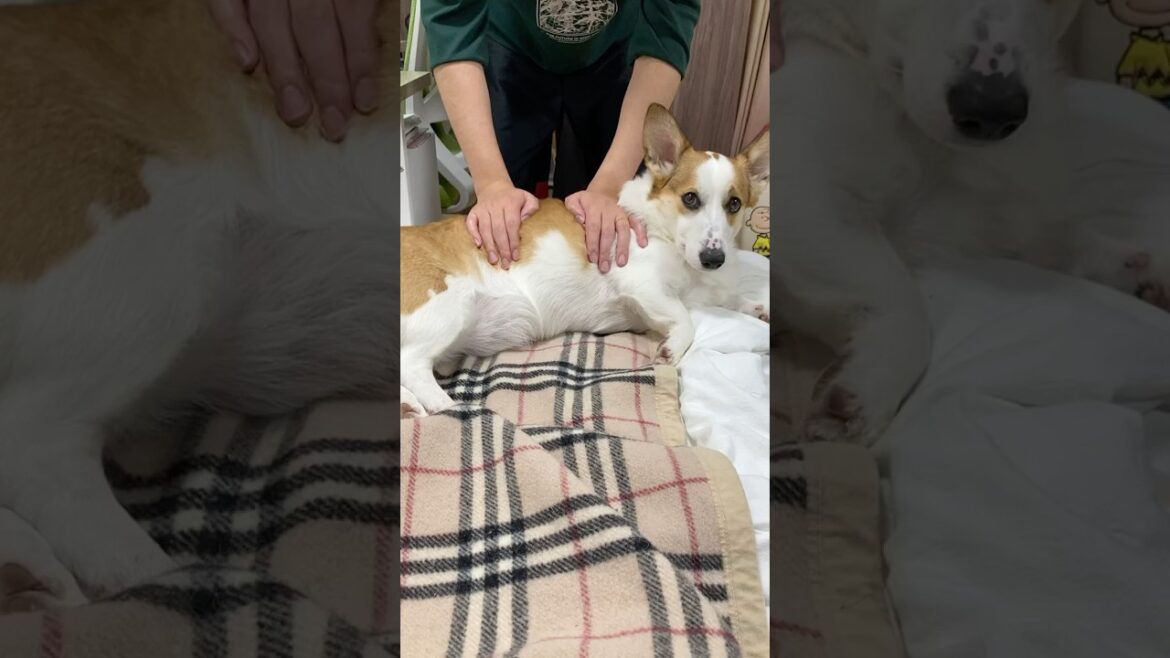 コーギーをマッサージする動画　#コーギー #shorts