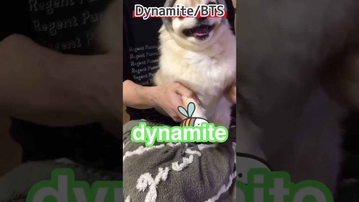 【ぷん助】ダイナマイトチワワ　#shorts #chihuahua #チワワ #bts  #dynamite  #犬のいる生活 #ロングコートチワワ #ぷん助
