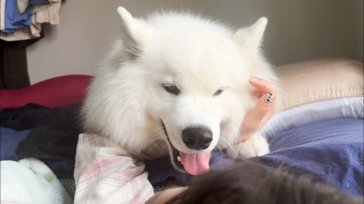 朝一番ママに駆け寄り「おはよう」の挨拶をかかさない犬がかわいすぎました！