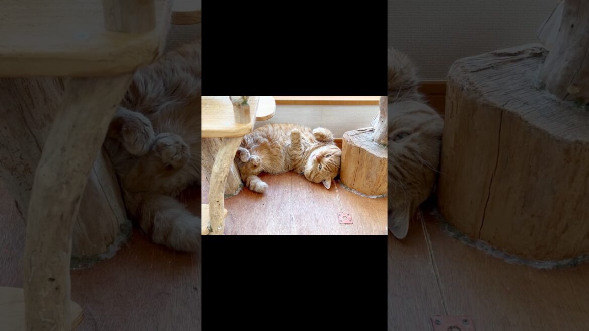 『挟まっちゃったんで会社休みます』 #猫 #マンチカン #shorts