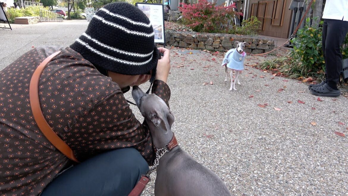 イタグレ服のモデル撮影を積極的に邪魔しにいく愛犬www