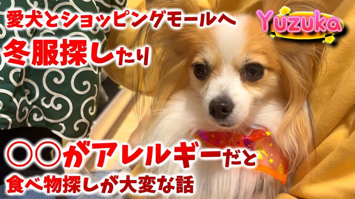 愛犬とショッピングモールに行ってきました# 48【ペット/パピヨン/柚子華】
